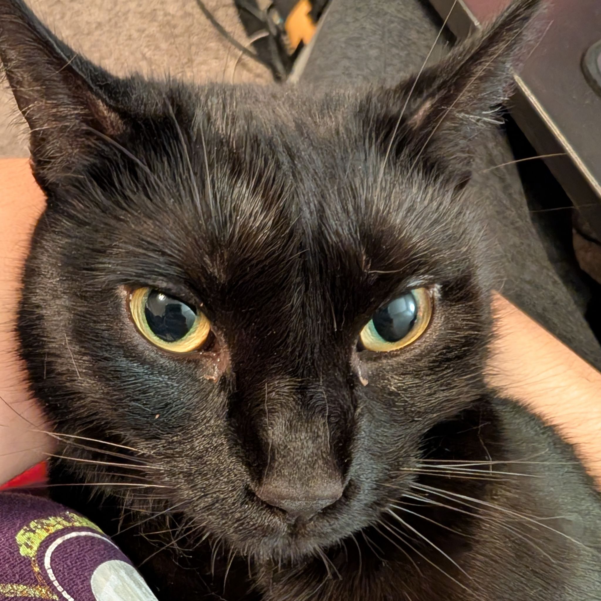 Avatar for @mcoco on Greg, the plant care app