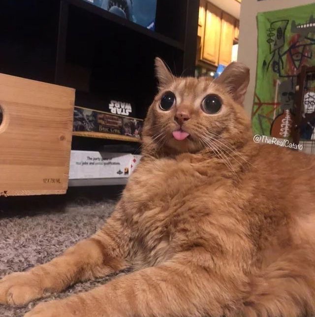 @YeahLeucophyta avatar