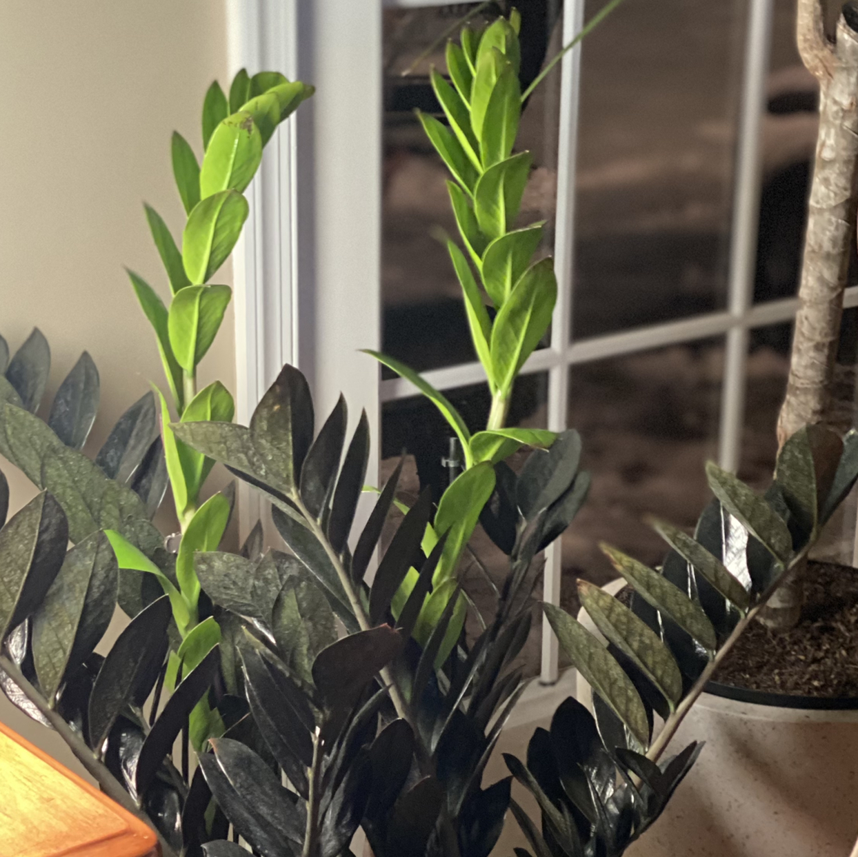 Avatar for @CourtAH21 on Greg, the plant care app