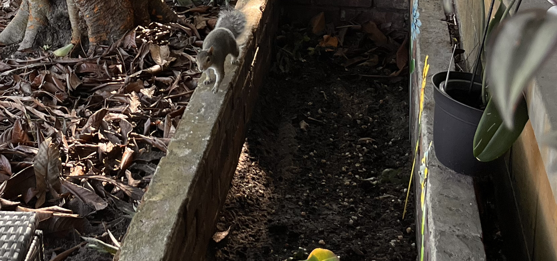 Avatar for @AdeptOrangetree on Greg, the plant care app