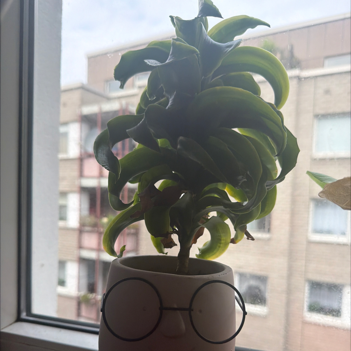 Avatar for @GoodMugwort10 on Greg, the plant care app