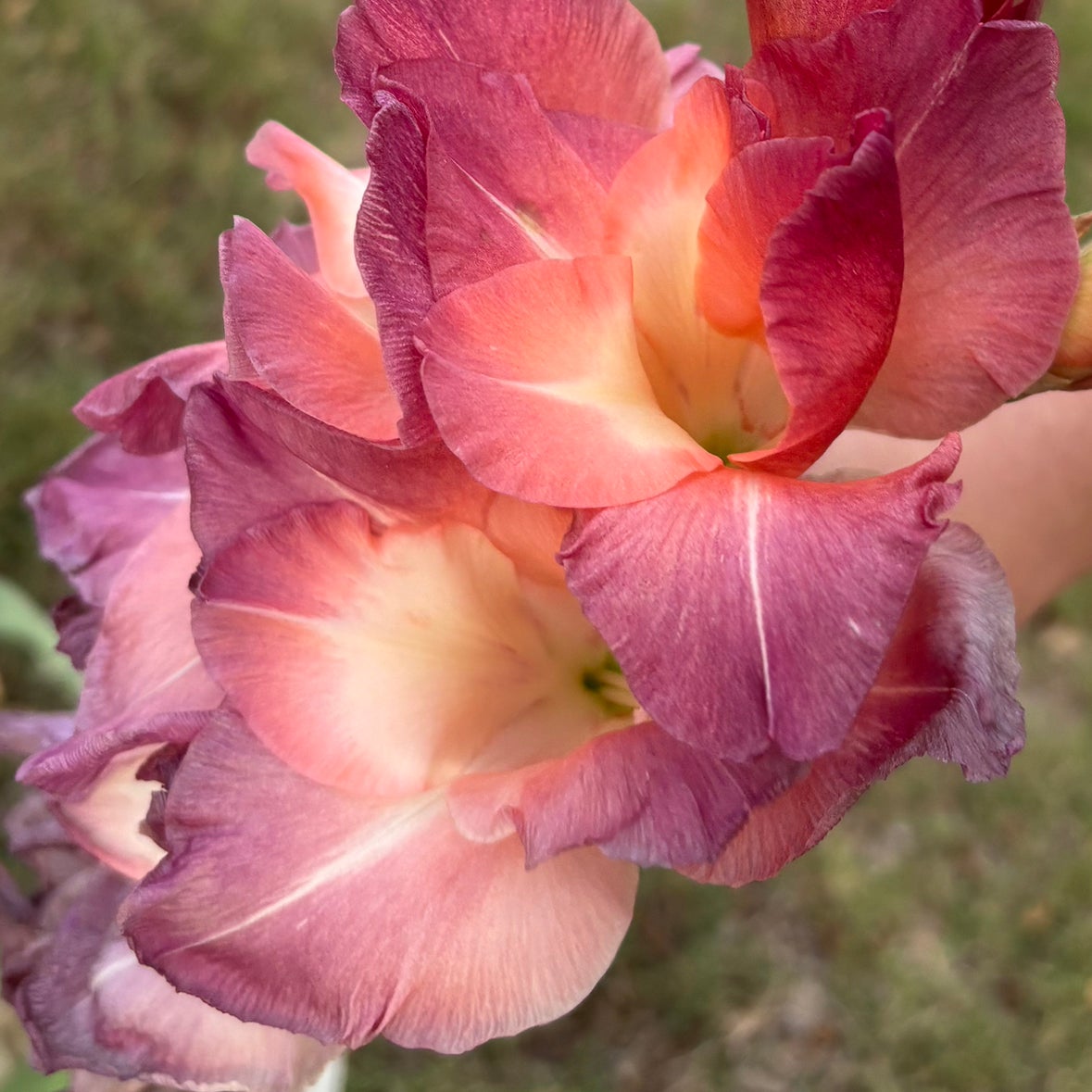 Avatar for @StellasHouse on Greg, the plant care app