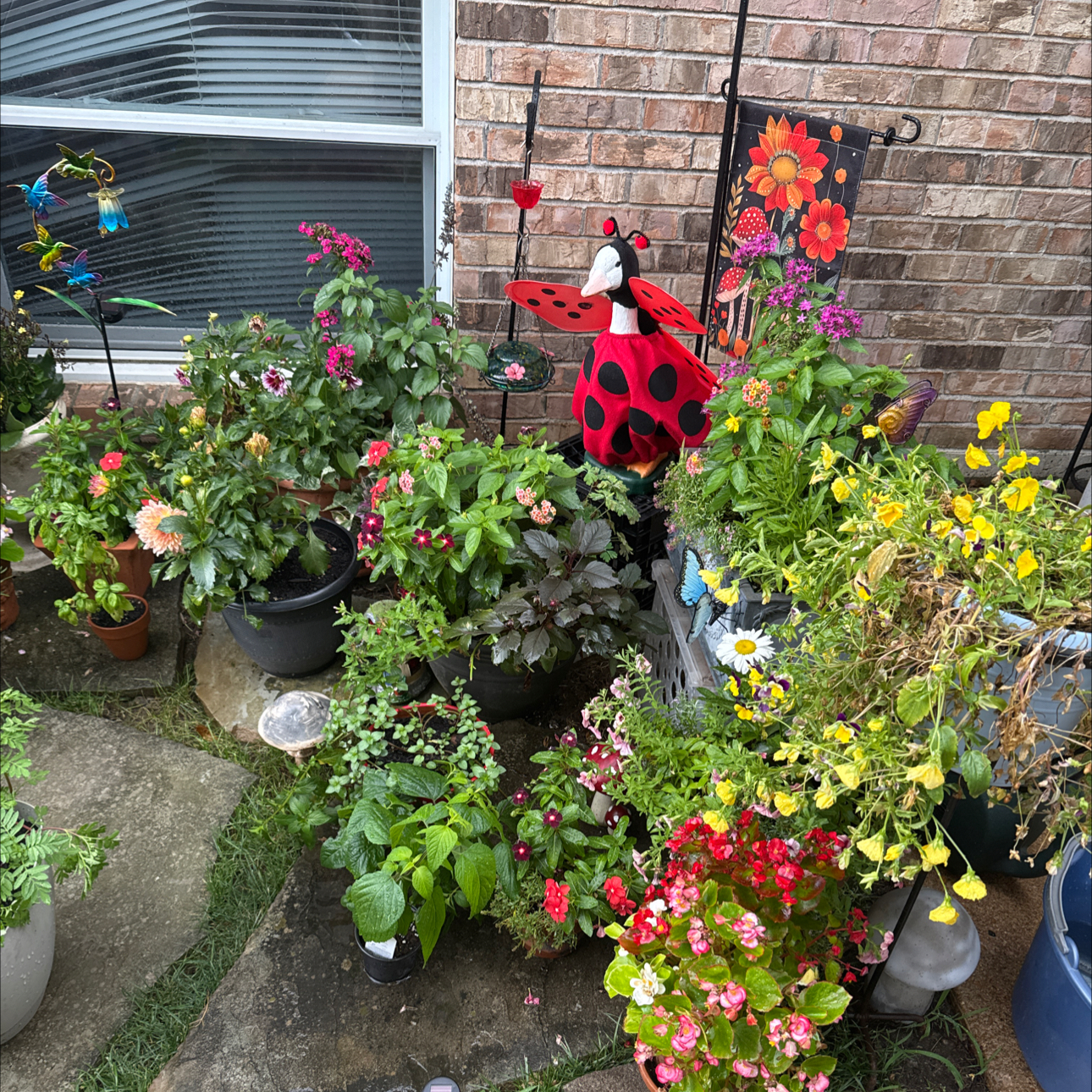 Avatar for @UpfrontIceplant on Greg, the plant care app