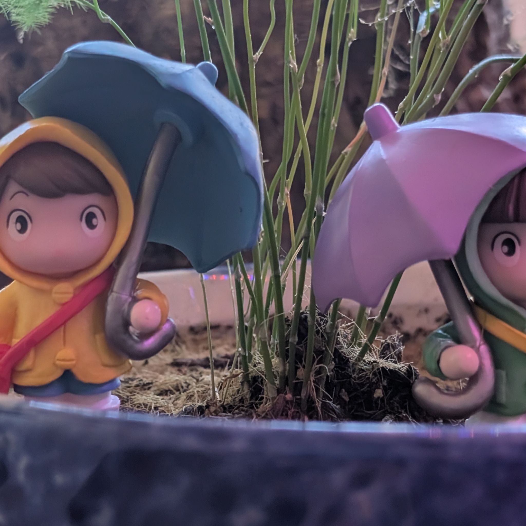 Avatar for @SummeryPuka on Greg, the plant care app