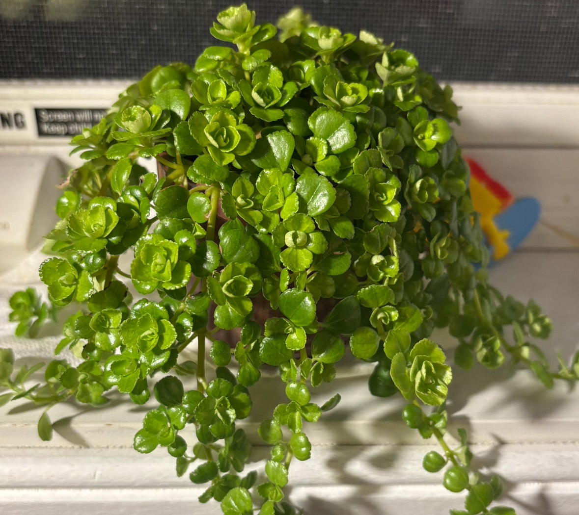 @SunnyflowerLV12 avatar