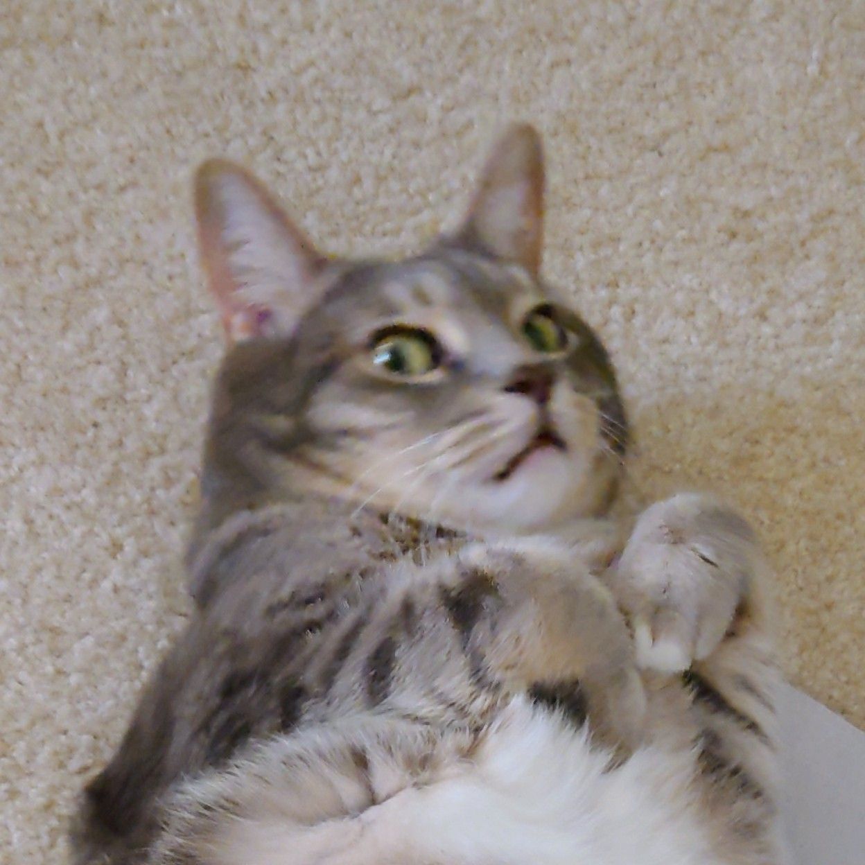 Avatar for @DXC on Greg, the plant care app