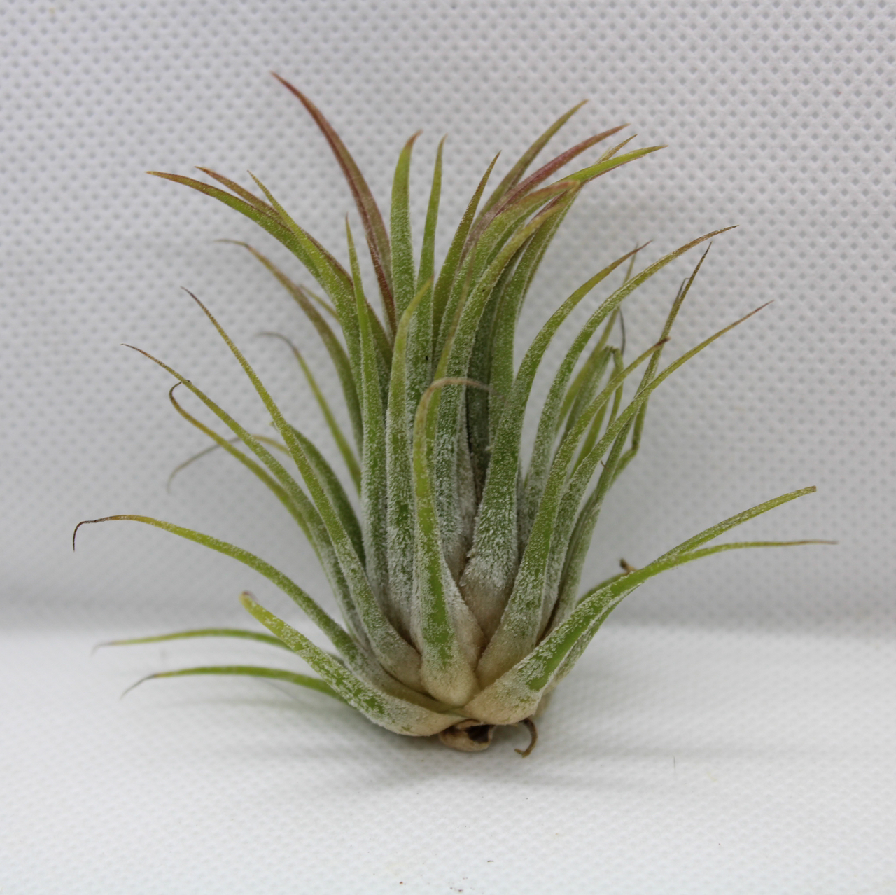 Avatar for @alexisandlady on Greg, the plant care app