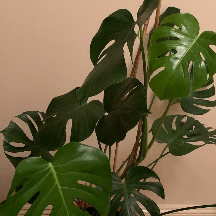 @possibly.alice avatar