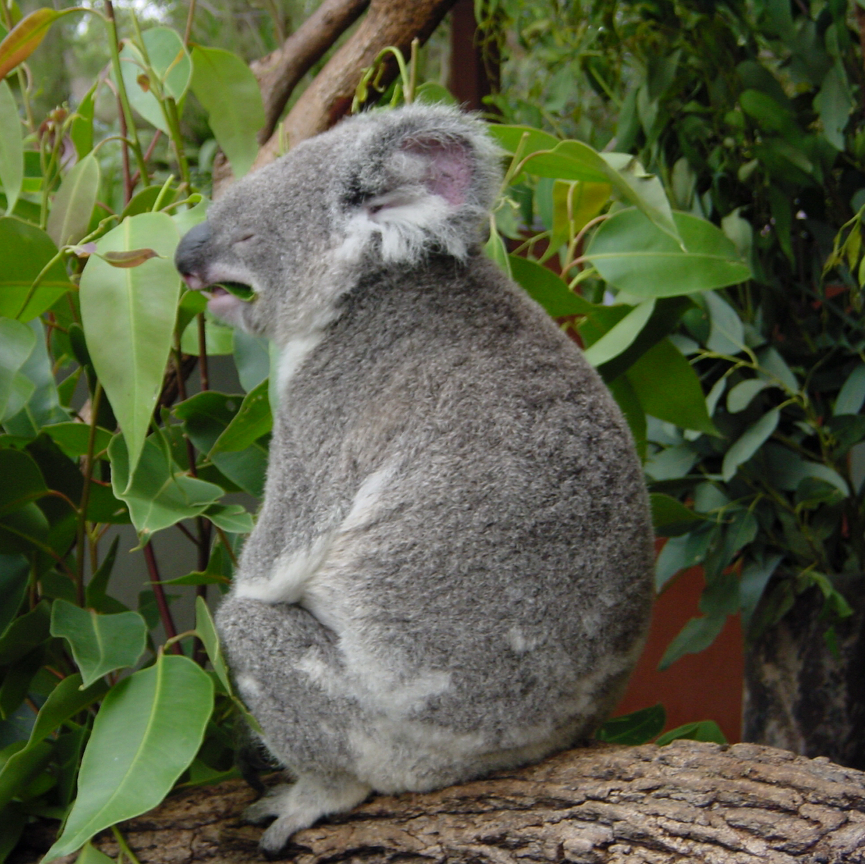 Avatar for @Mhtopguy on Greg, the plant care app