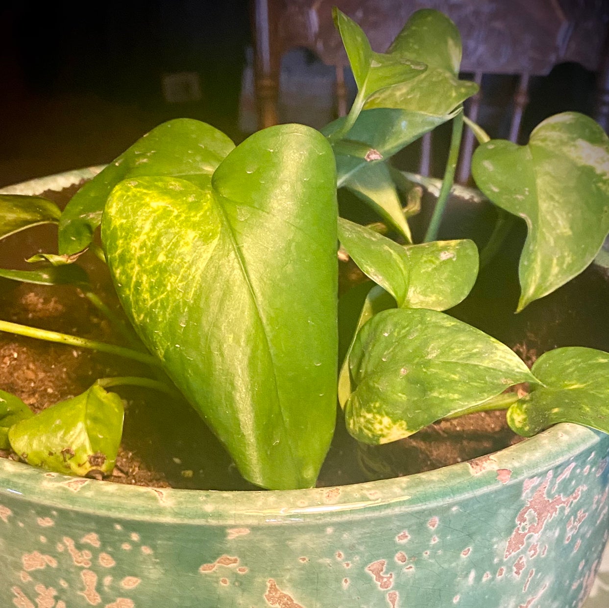 Avatar for @Shellm1021 on Greg, the plant care app