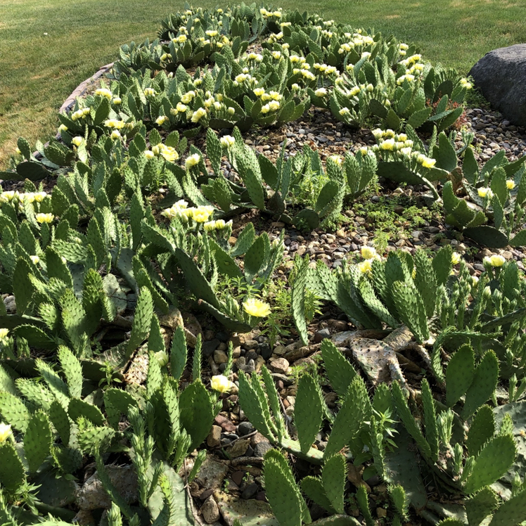 @CactusCorner avatar