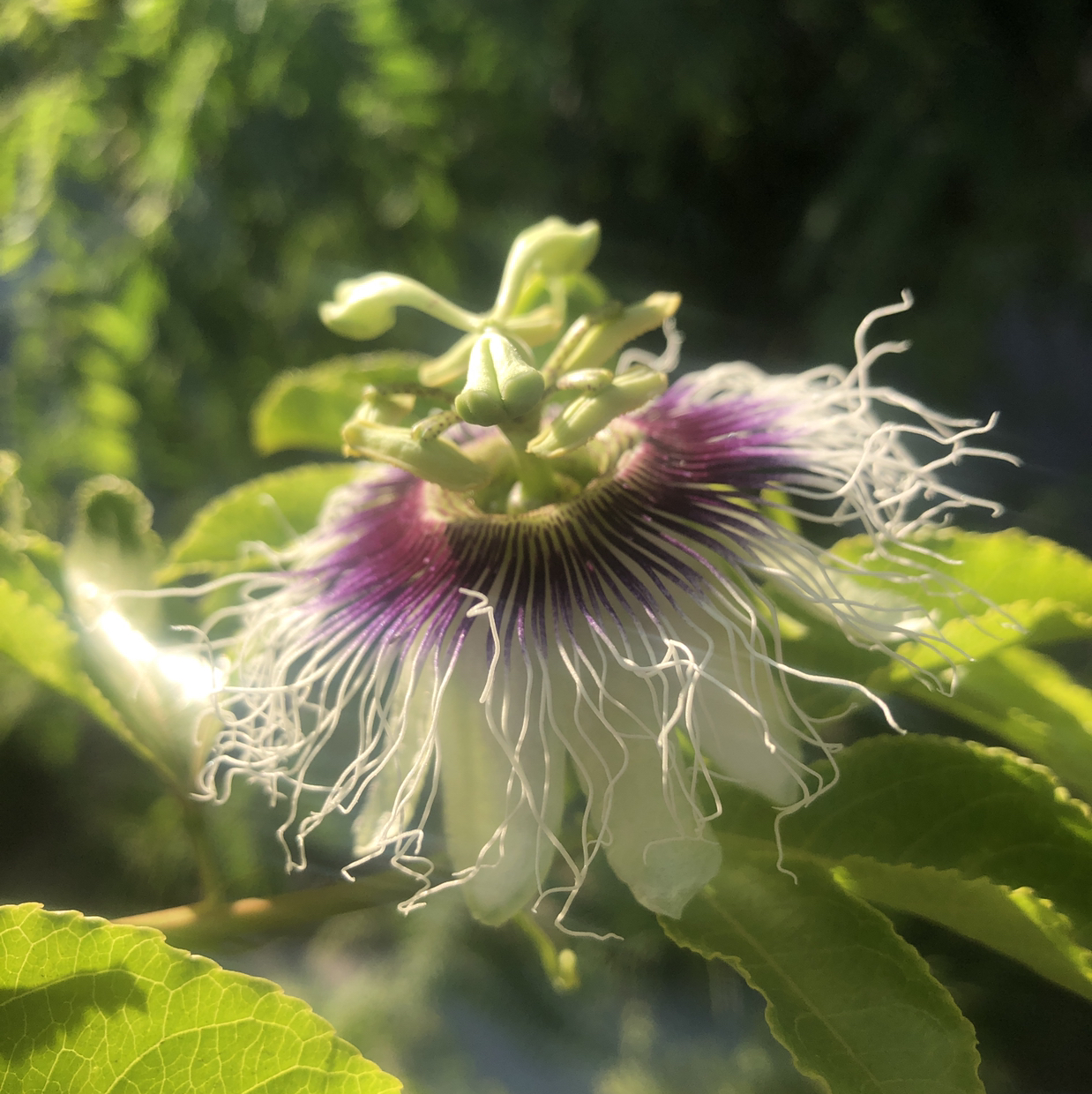 Avatar for @groundbound on Greg, the plant care app