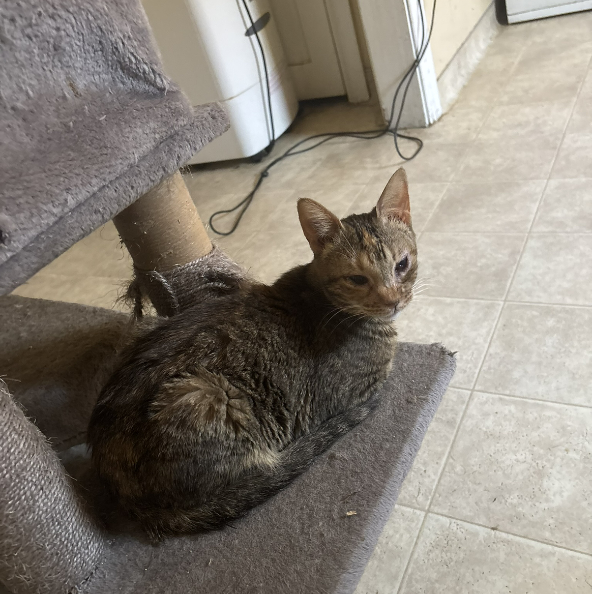 Avatar for @Tropikitty on Greg, the plant care app