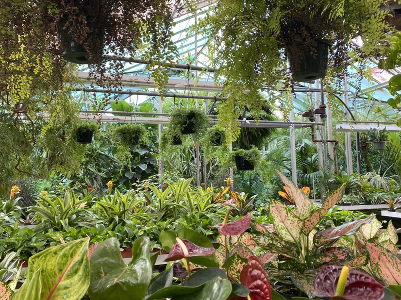 Avatar for @shannonmerget on Greg, the plant care app