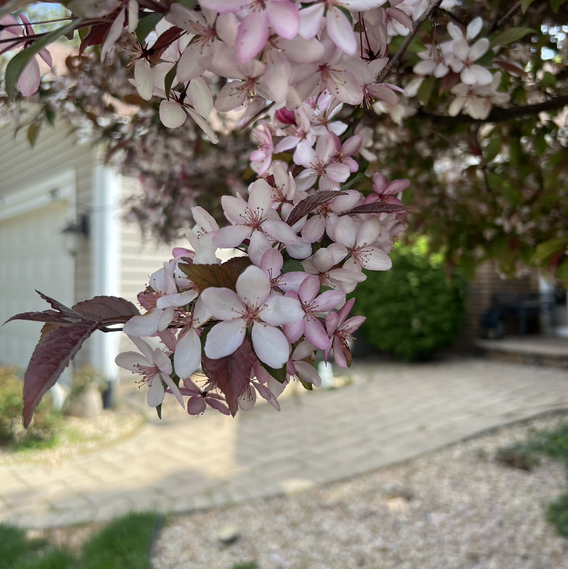 Avatar for @NewPepino2 on Greg, the plant care app