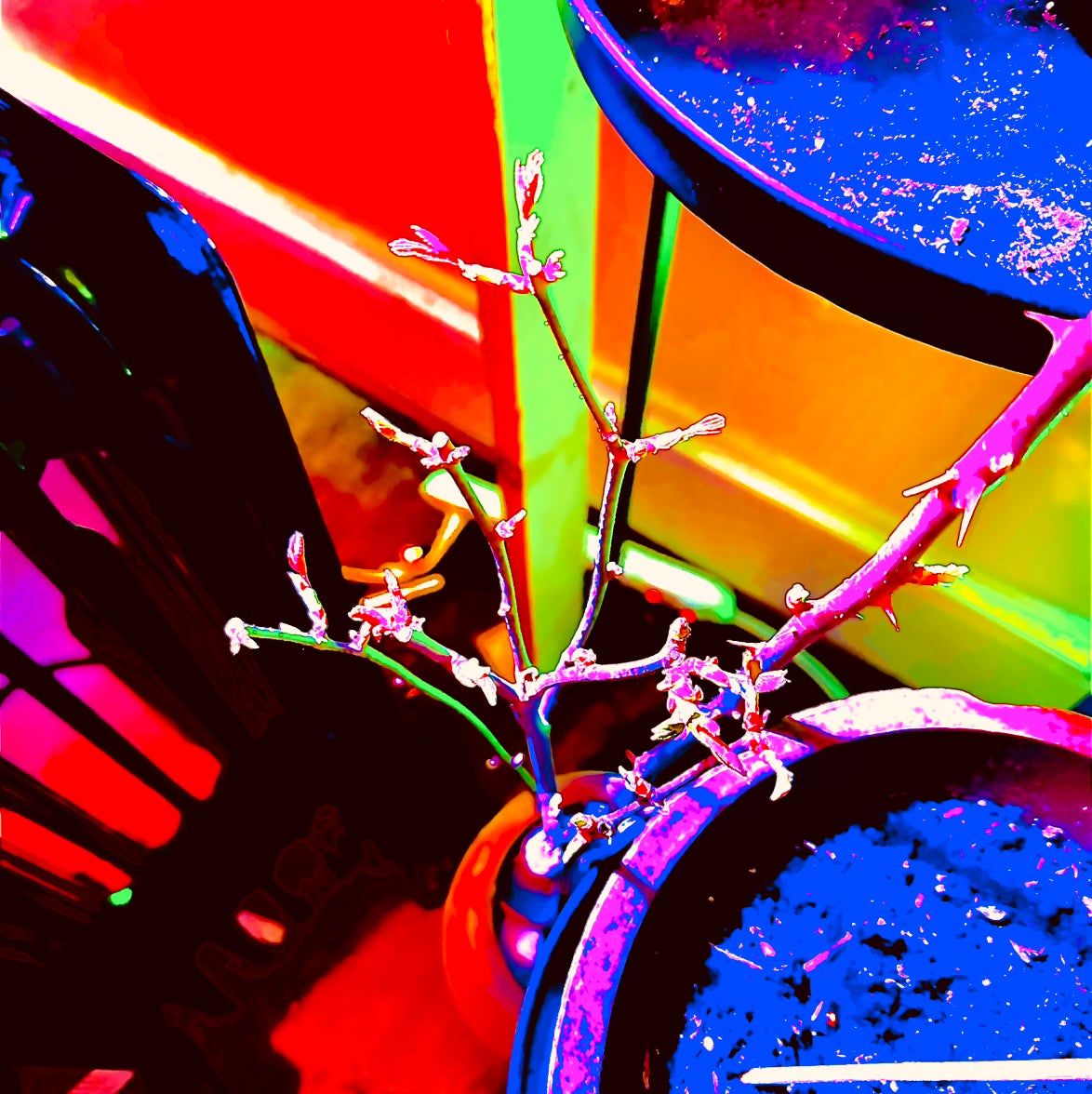 @ChosenArecapalm avatar