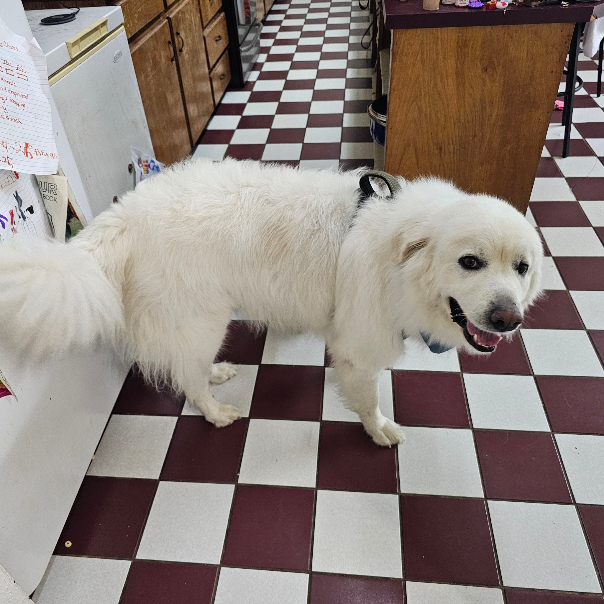 Avatar for @SirColeus53 on Greg, the plant care app