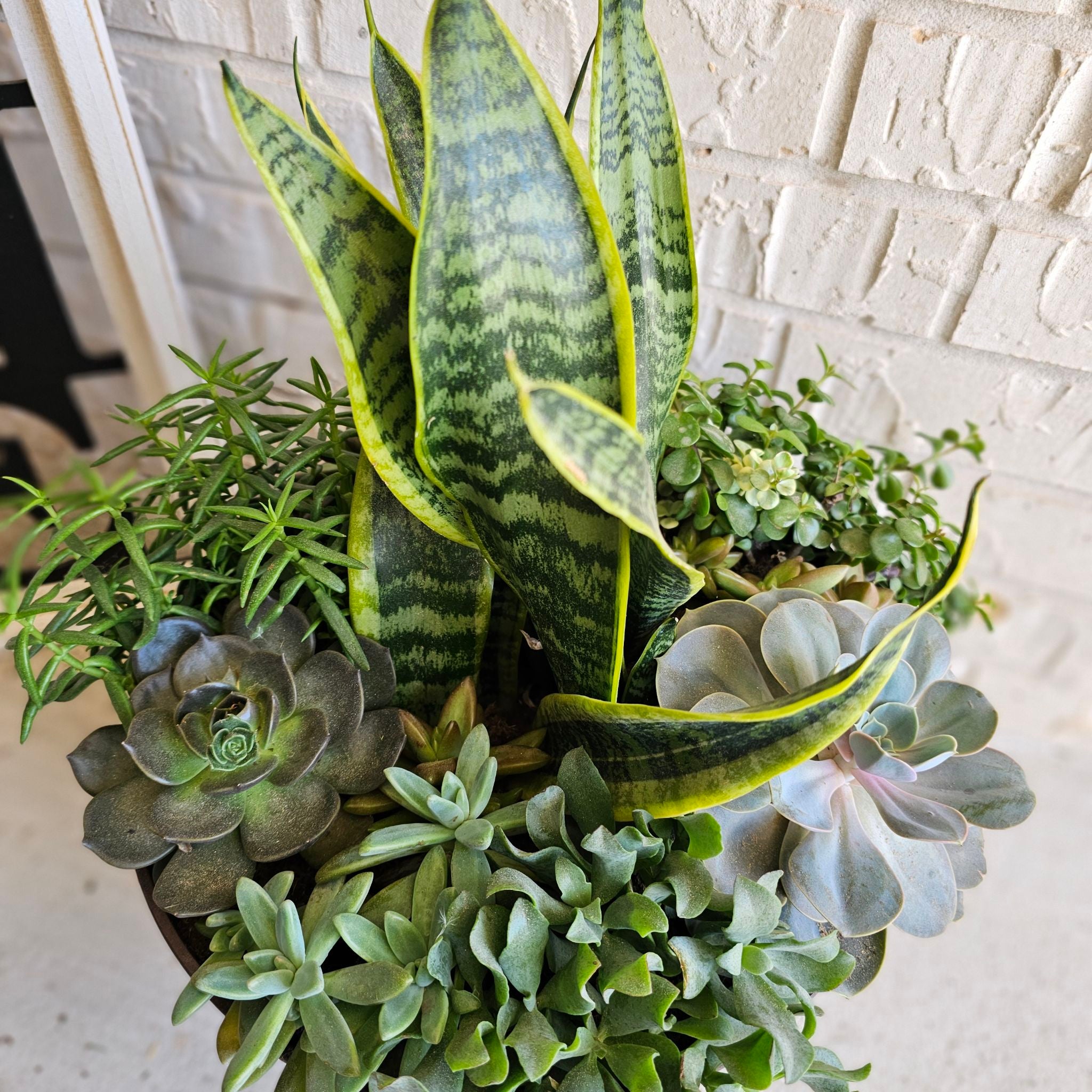 Avatar for @WisePlantito on Greg, the plant care app