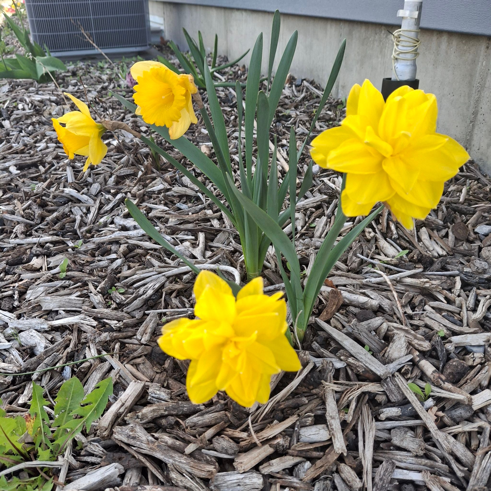 @ExecAudreyficus avatar