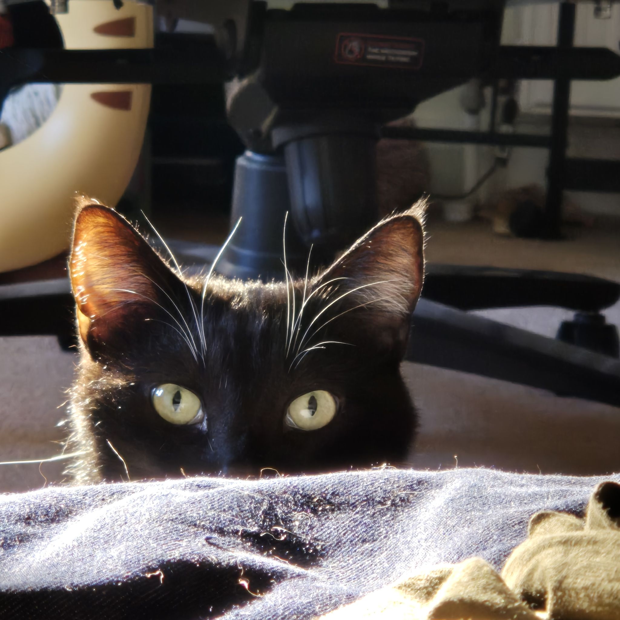 Avatar for @MysticalNyx on Greg, the plant care app