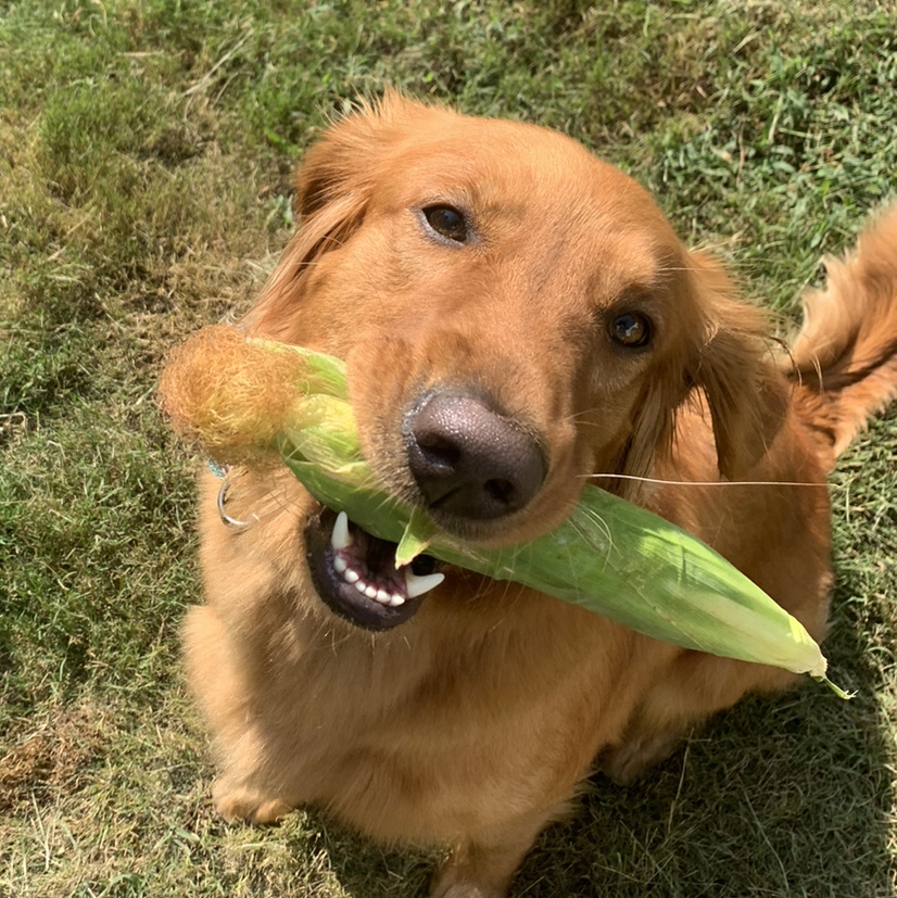 Avatar for @Corndog on Greg, the plant care app