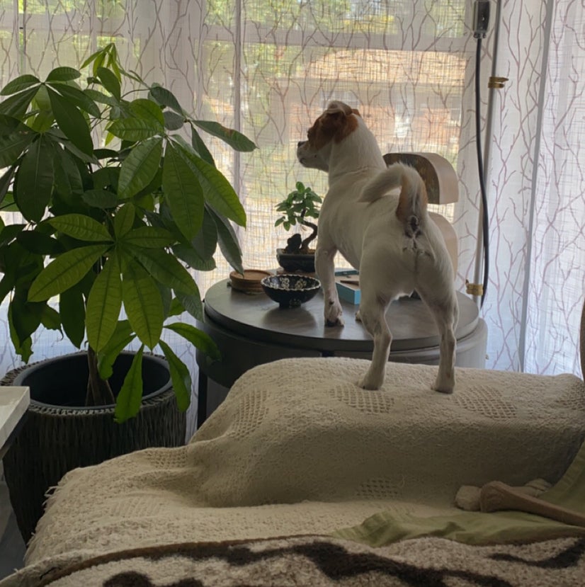 Avatar for Sonia on Greg, the plant care app