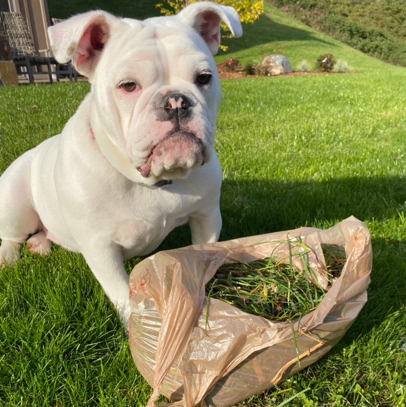 Avatar for @allysoasis on Greg, the plant care app