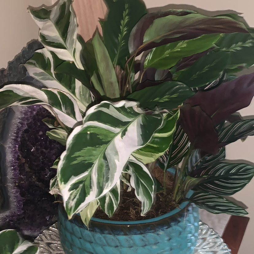 Avatar for @Sarimelati on Greg, the plant care app