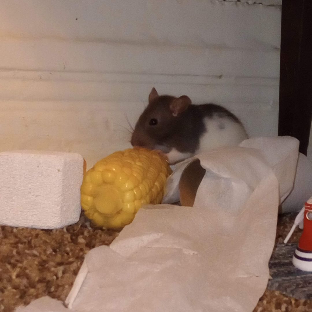 Avatar for @pineapplepen on Greg, the plant care app