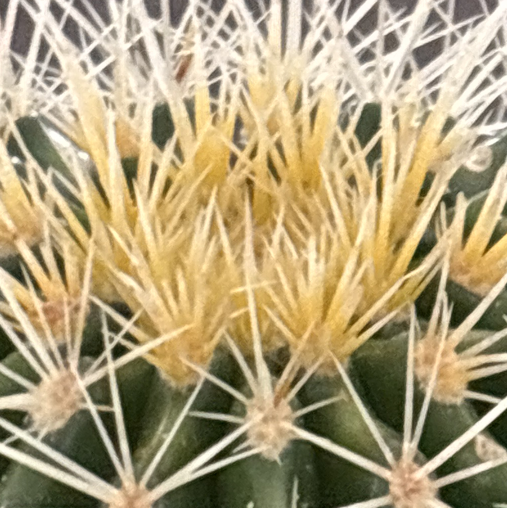@ballcactusowner