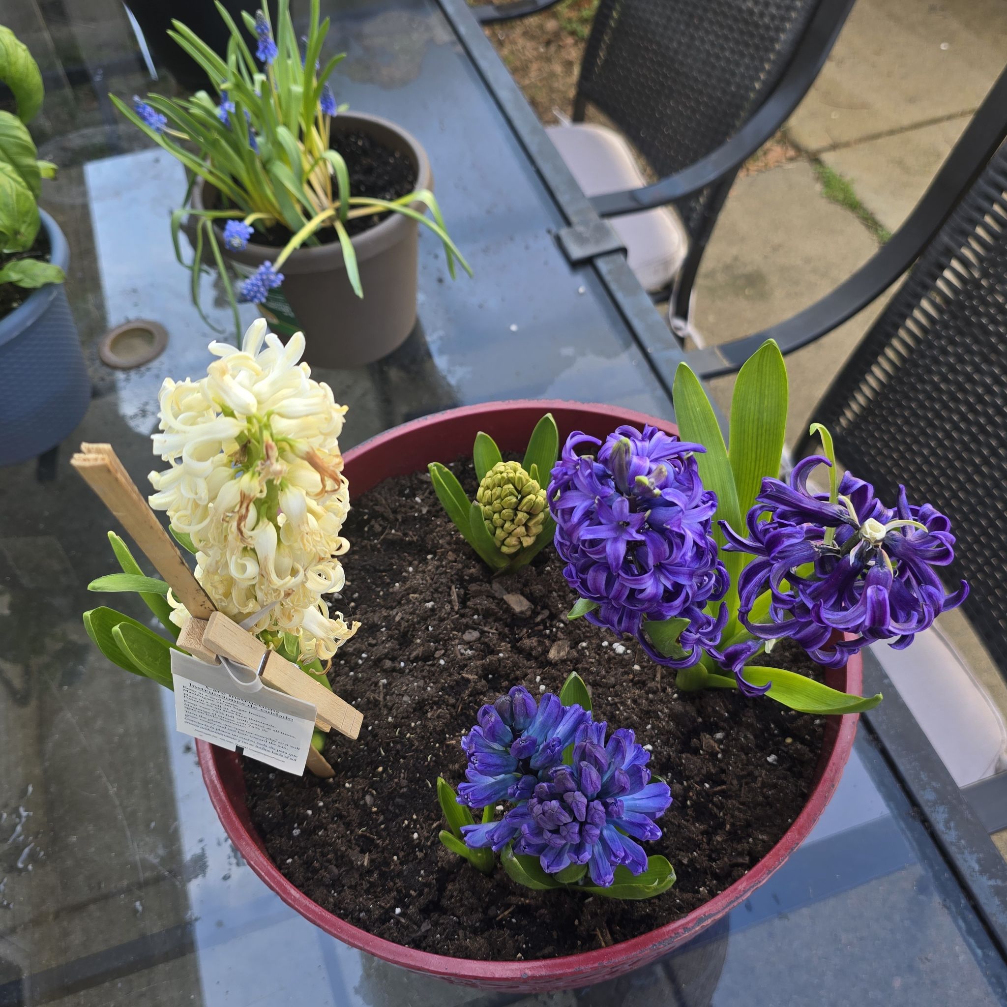 @HyacinthLover avatar