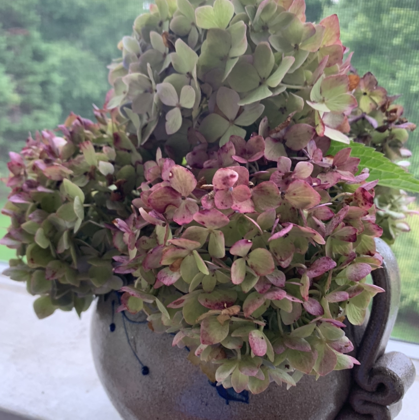 Avatar for @ElaineinTn on Greg, the plant care app