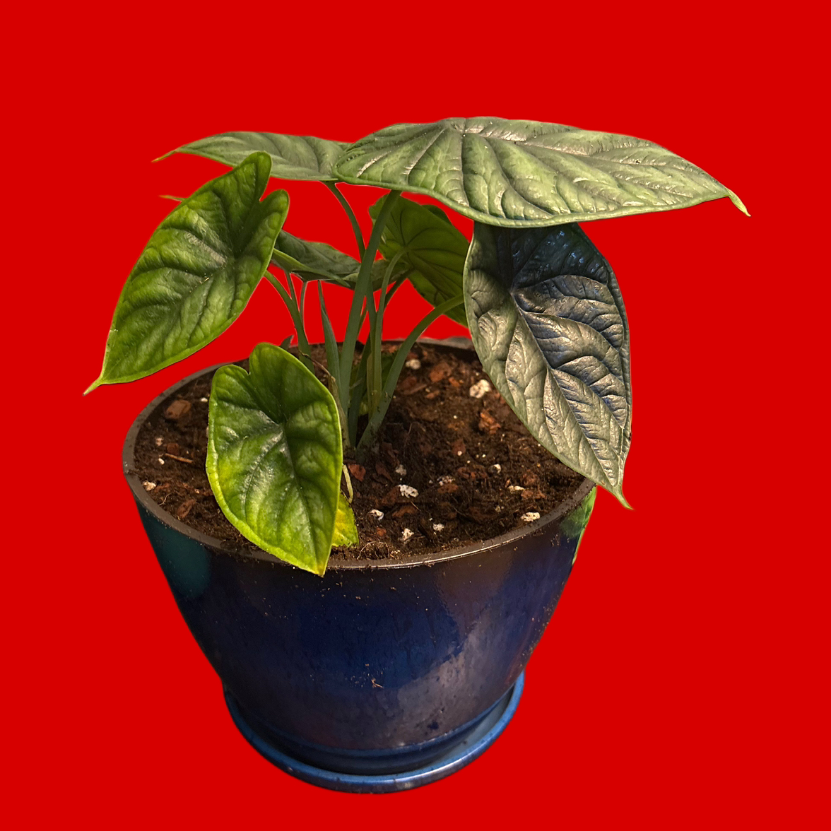 Avatar for @Scribbled44 on Greg, the plant care app