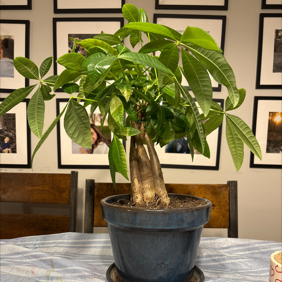 @Emdot03planted