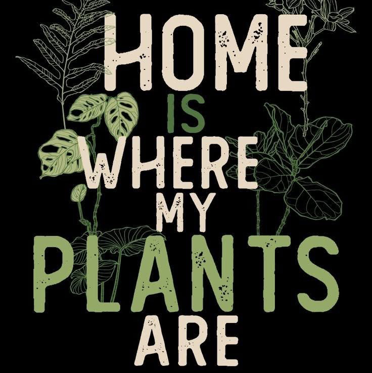 Avatar for @ashtreeforest on Greg, the plant care app