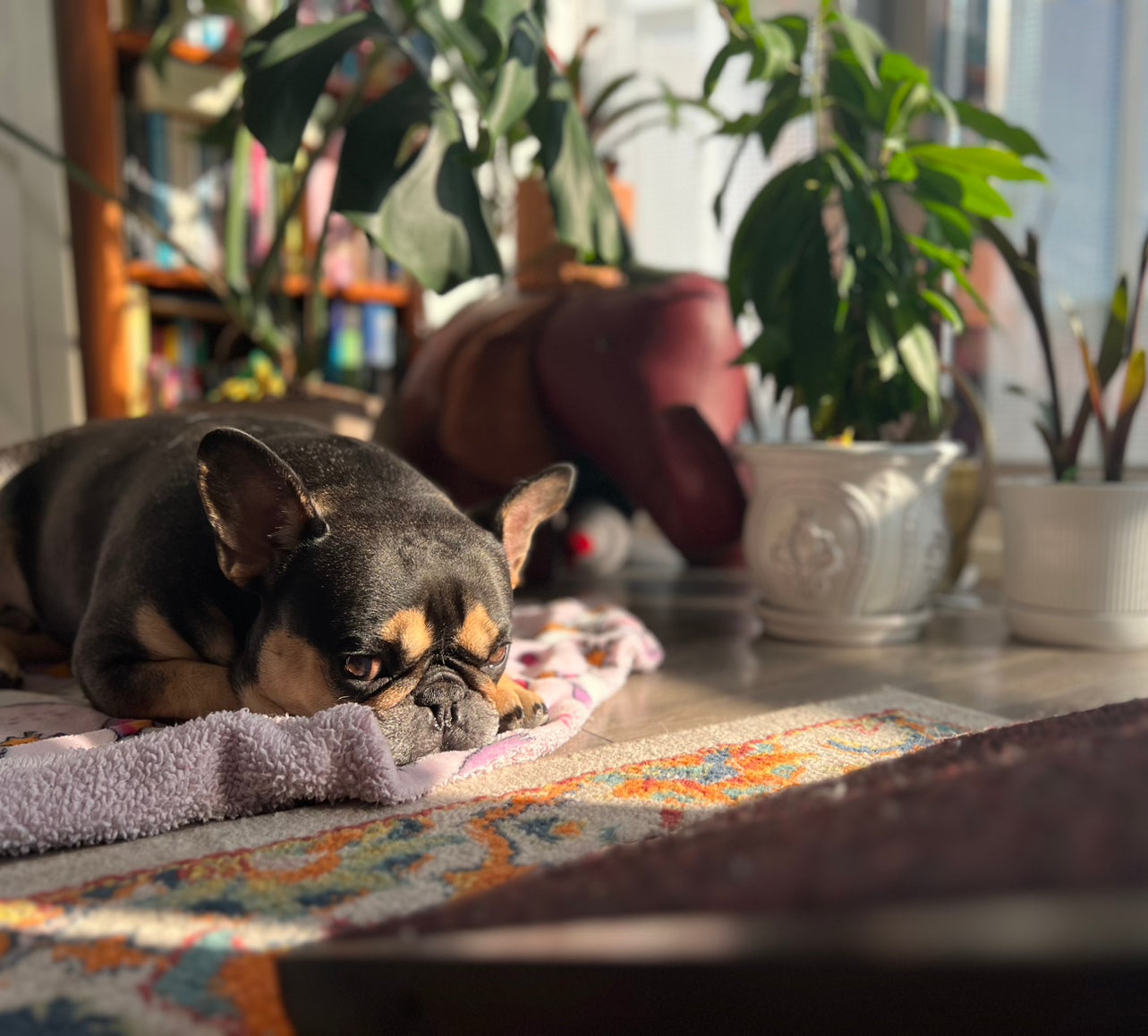 Avatar for @Plantgay on Greg, the plant care app