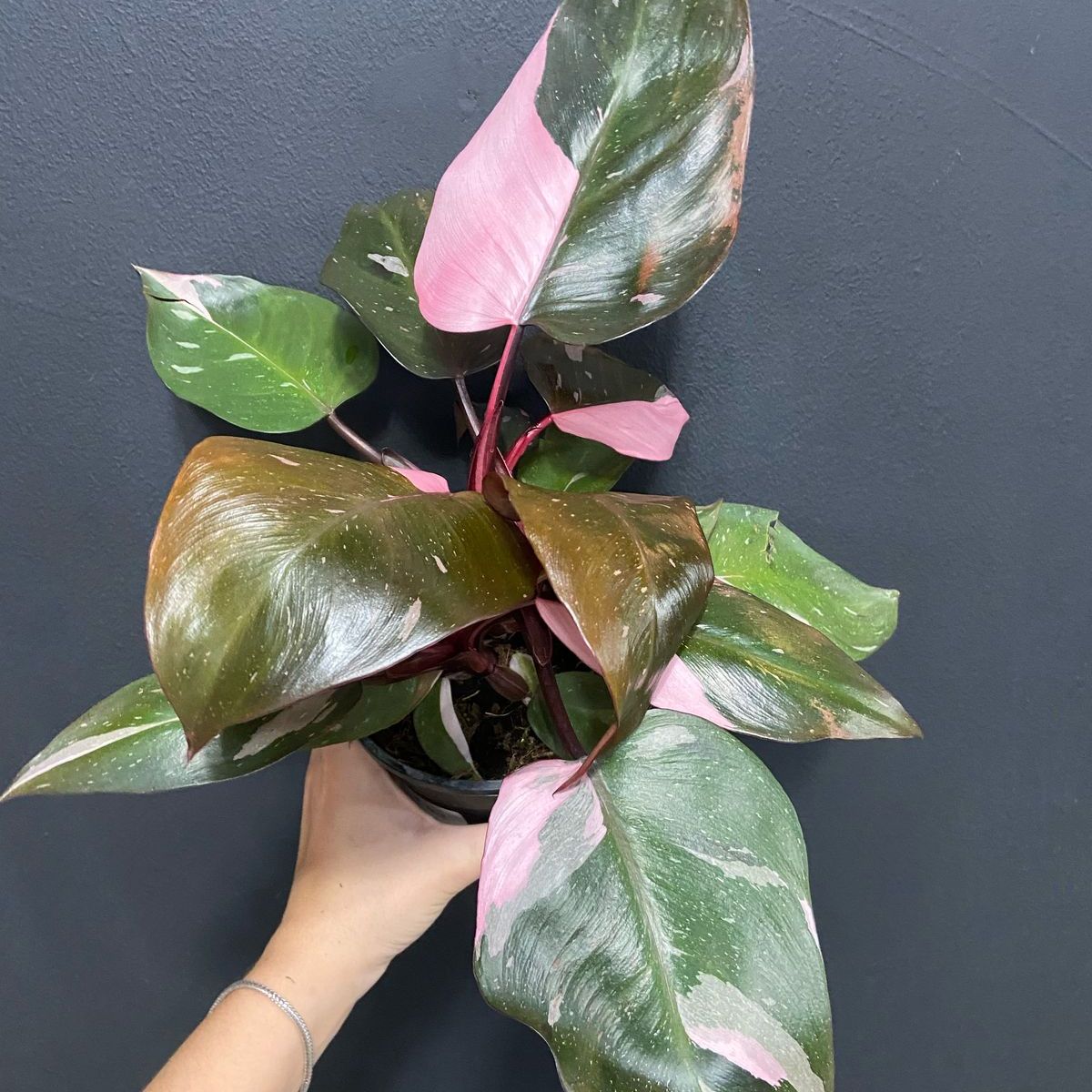 Avatar for @MelVH on Greg, the plant care app