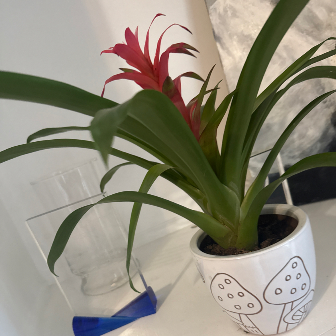 Avatar for @HotBalsam58 on Greg, the plant care app