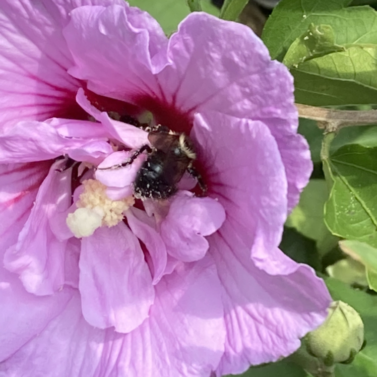 Avatar for @Pandawillrule on Greg, the plant care app