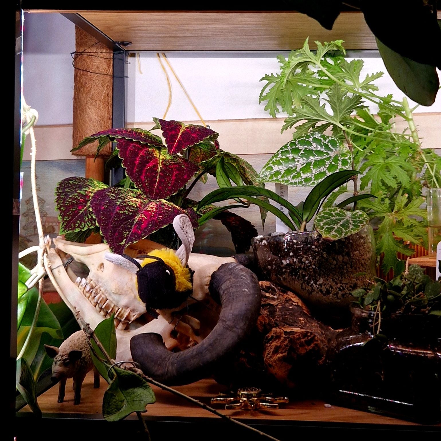 Avatar for @Maxjameseu on Greg, the plant care app