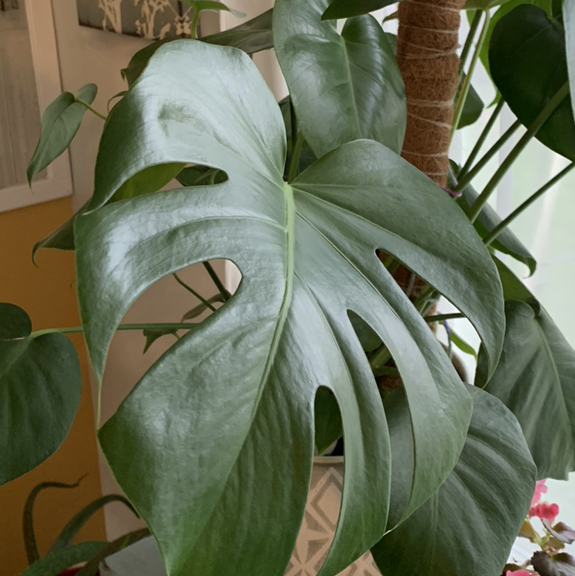 Avatar for Jenny on Greg, the plant care app