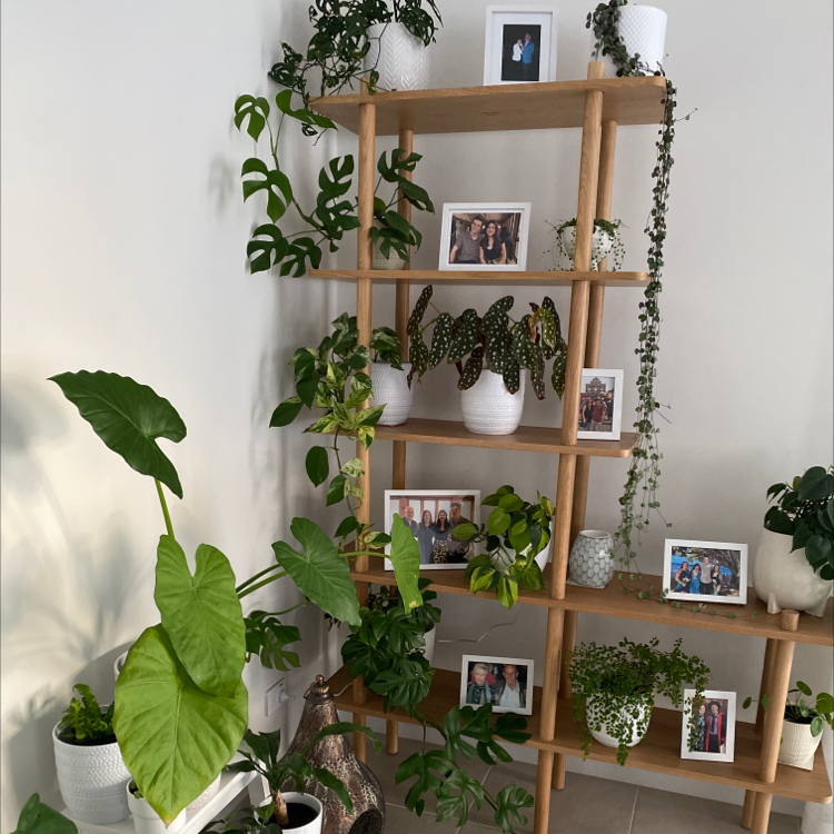 Avatar for @Kazz on Greg, the plant care app