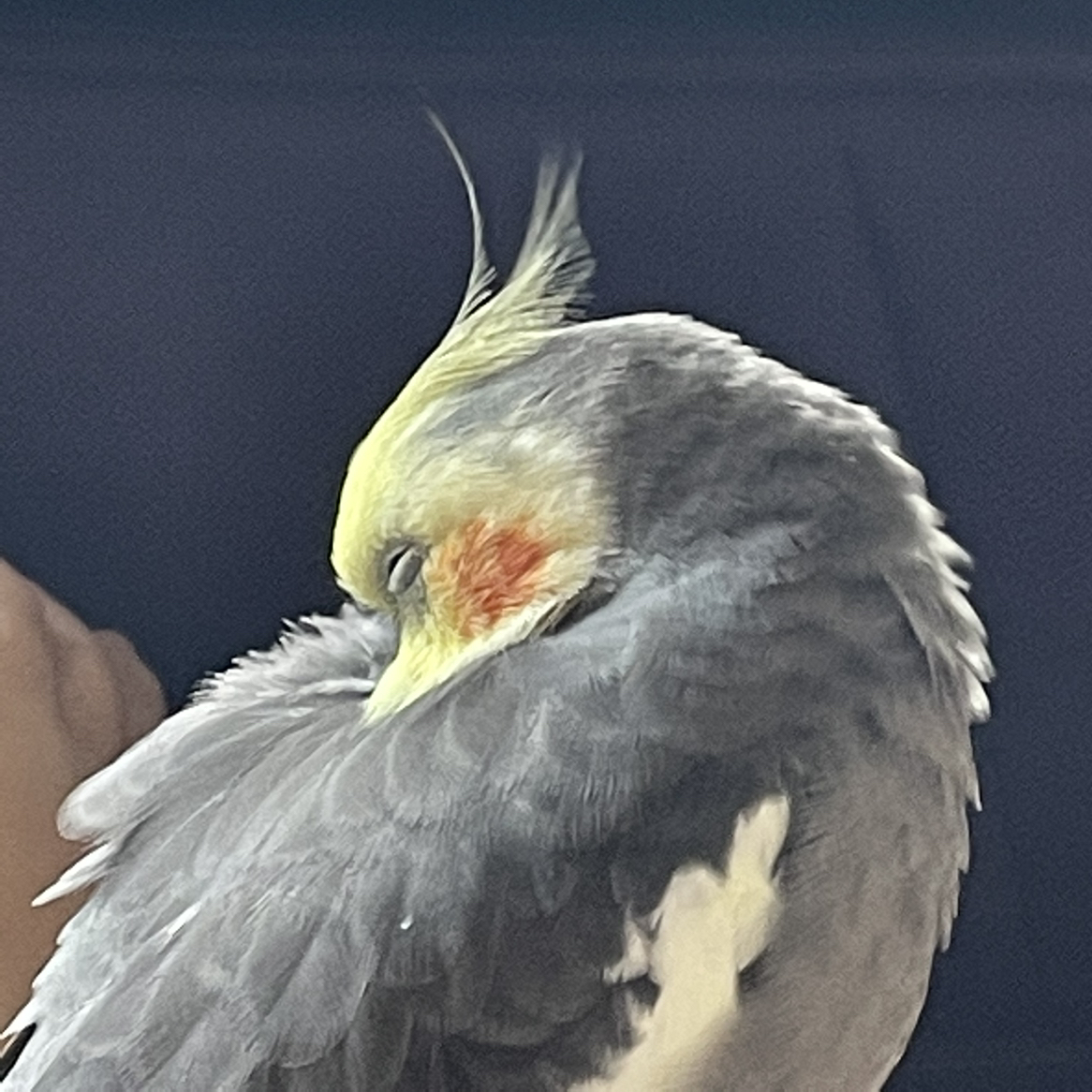 Avatar for @Evilchick on Greg, the plant care app