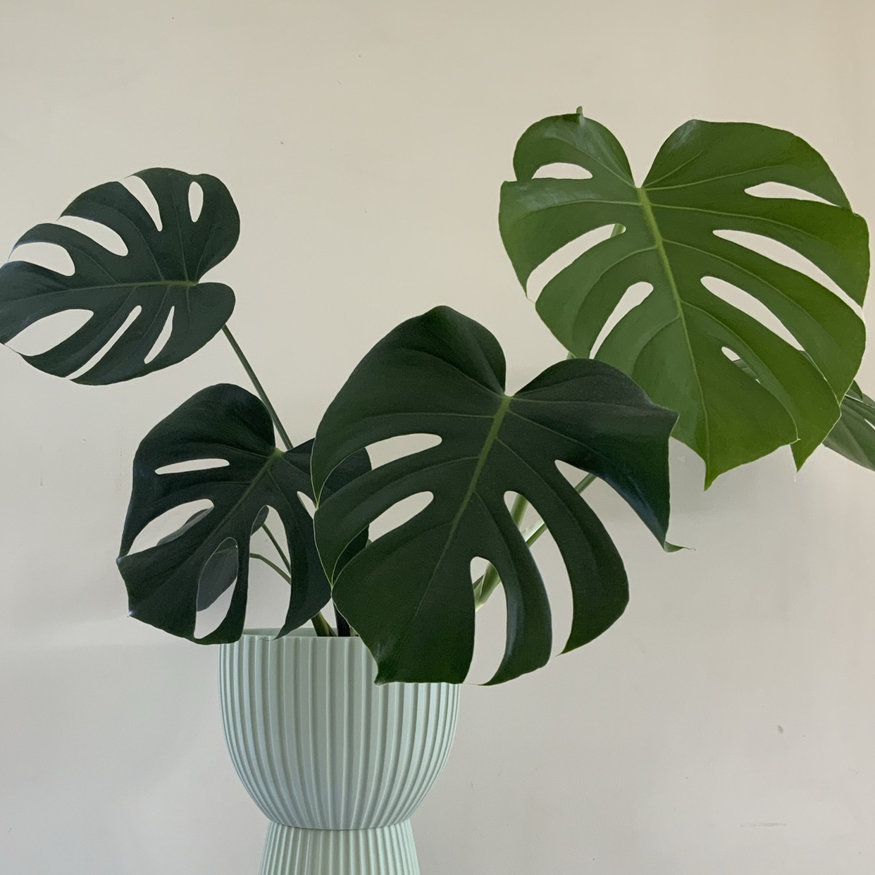 Avatar for @dcarmona on Greg, the plant care app