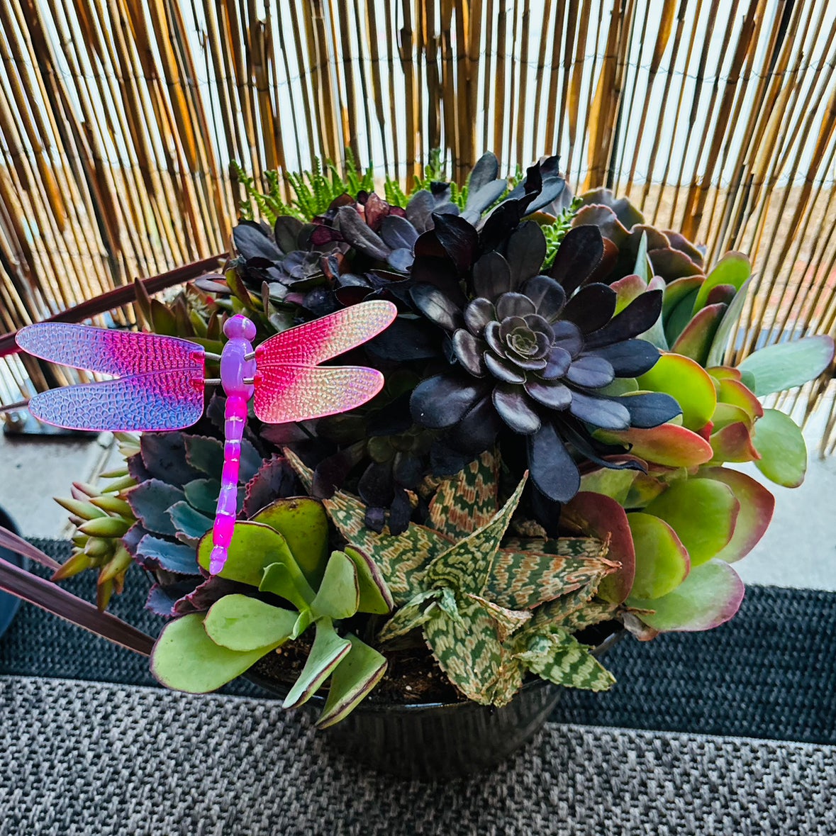 Avatar for @MzShortcake on Greg, the plant care app