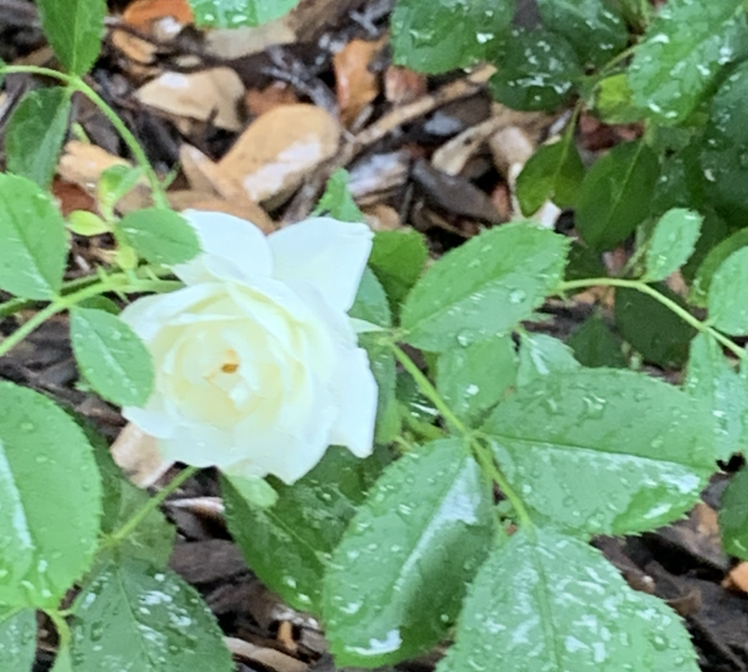 Avatar for @leydeen on Greg, the plant care app