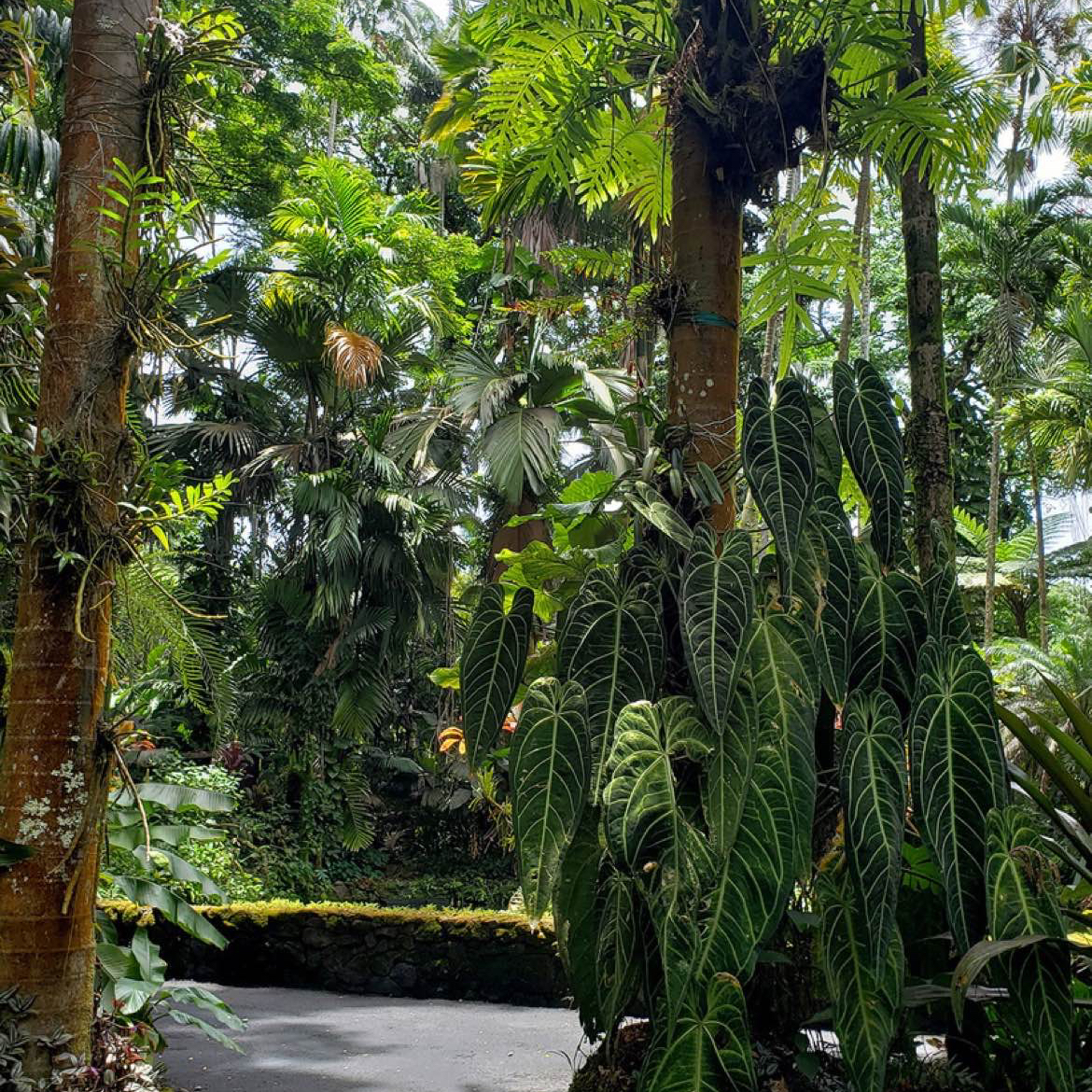 Avatar for @meecahmakesmoves on Greg, the plant care app