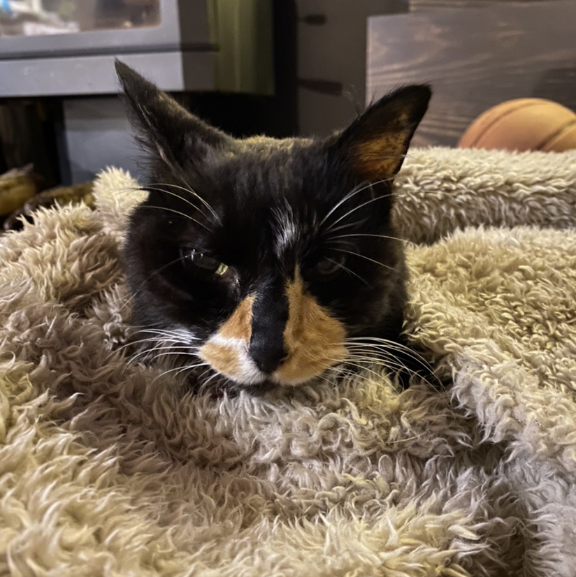 @claudiacoonan avatar