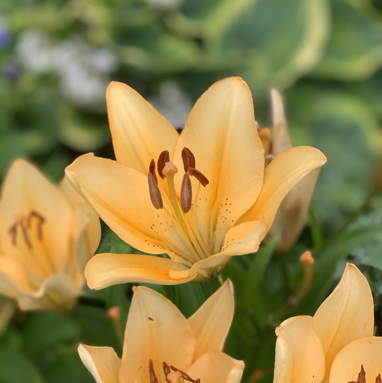 @BoundlessBeauty avatar