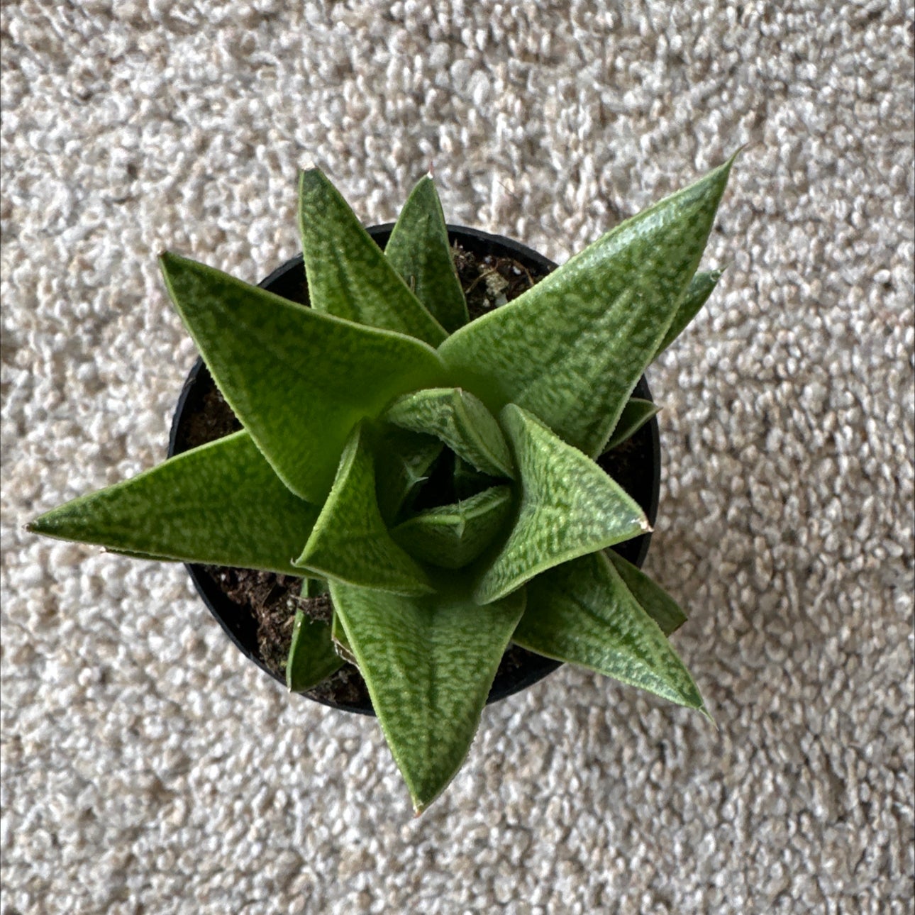 Avatar for @ZarfCooperi51 on Greg, the plant care app